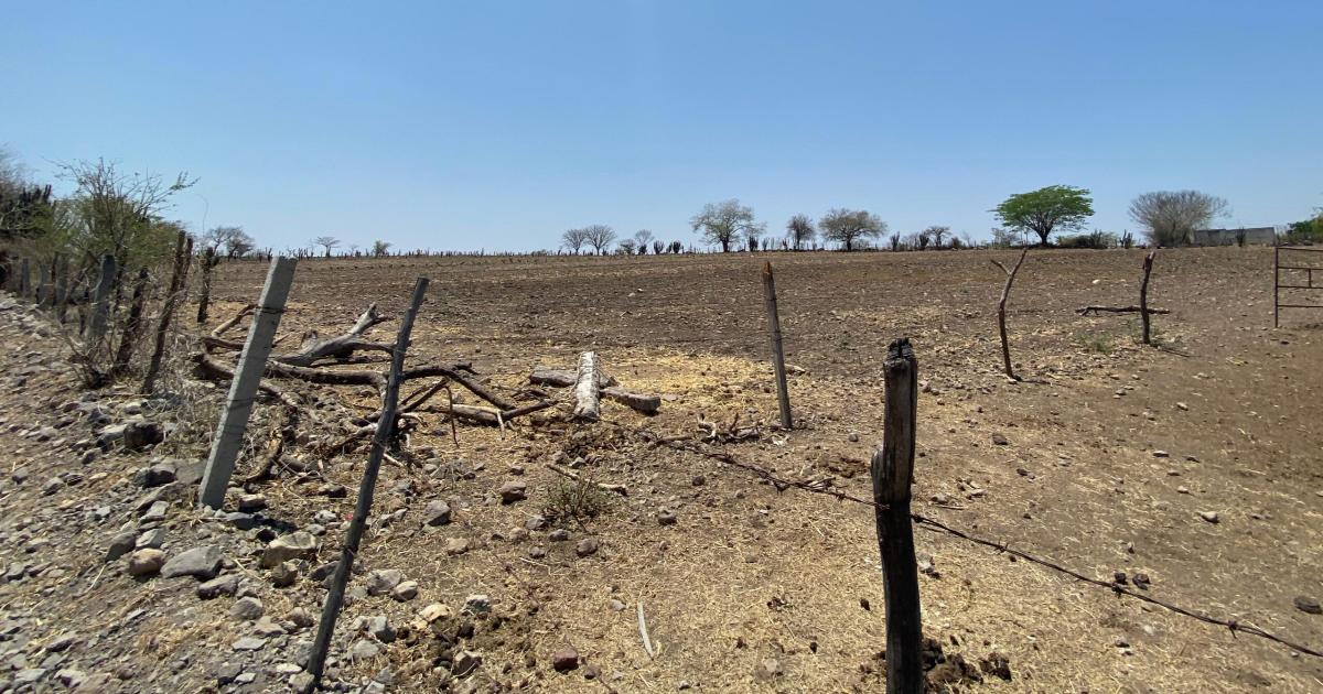 Campesinos de Ayala y Tepalcingo preocupados por la falta de agua ...