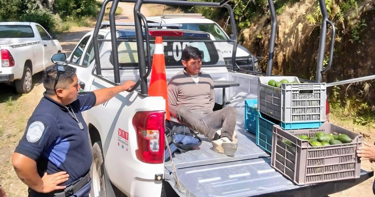 Detienen a joven por robo de Aguacate en Tetela del Volcán – Noticias ...