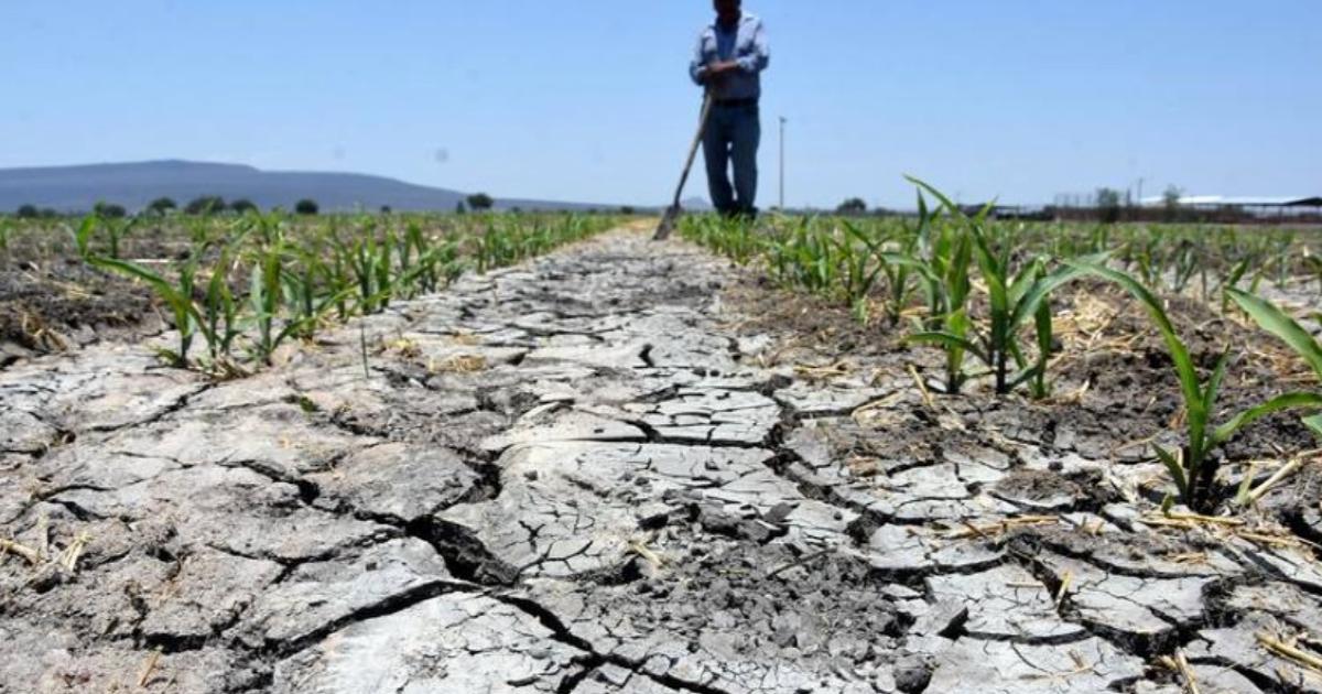 Falta de lluvias provocará pérdidas a campesinos – Noticias de Cuautla