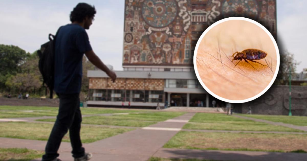 ‘Plaga’ de chinches en la UNAM desata pánico y memes – Noticias de Cuautla