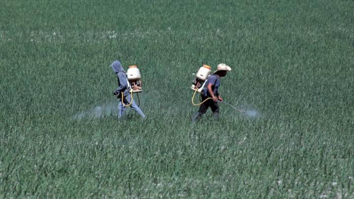 Producción agrícola amenazada por altos precios en fertilizante y semillas
