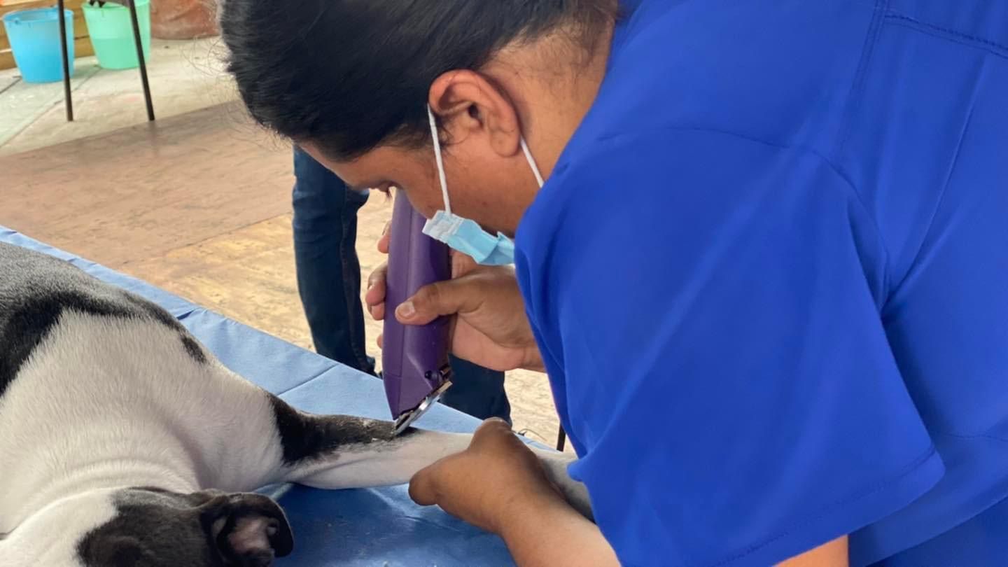 Realizan campañas de esterilización en Yecapixtla