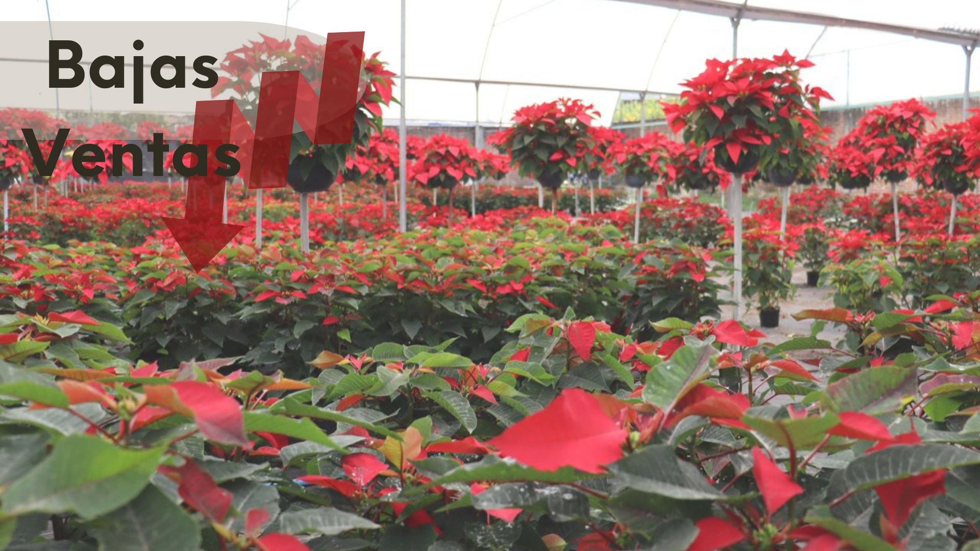 Registran bajas ventas de flor de nochebuena