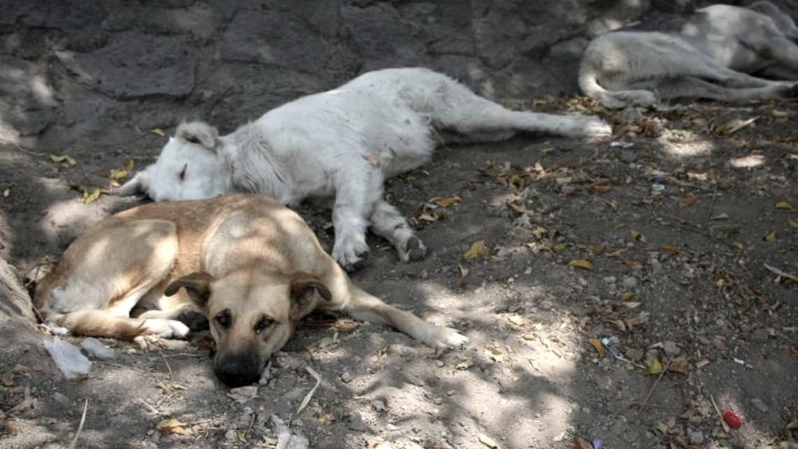 Amigos de los Perros realizará croquetón