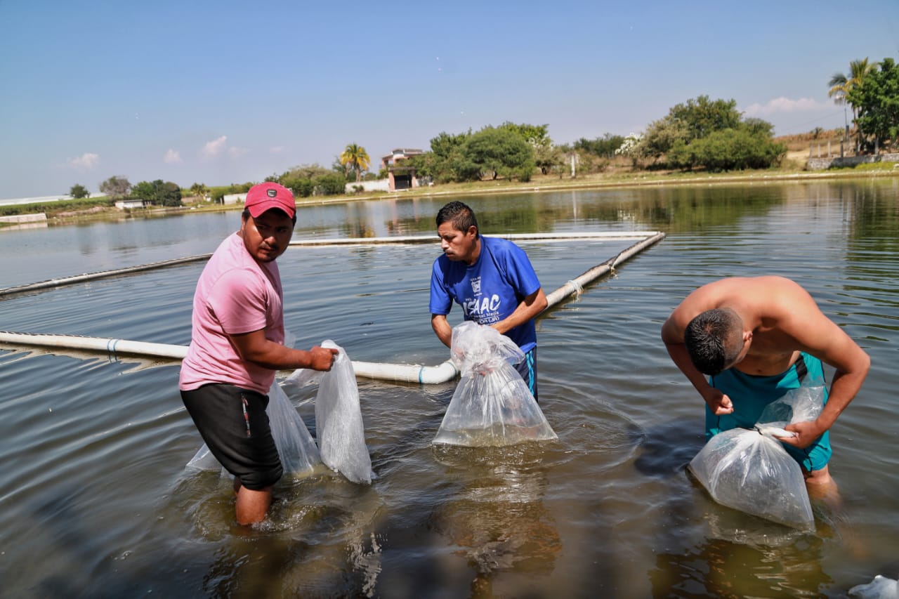 Siembra SEDAGRO tilapia en presa de Ayala