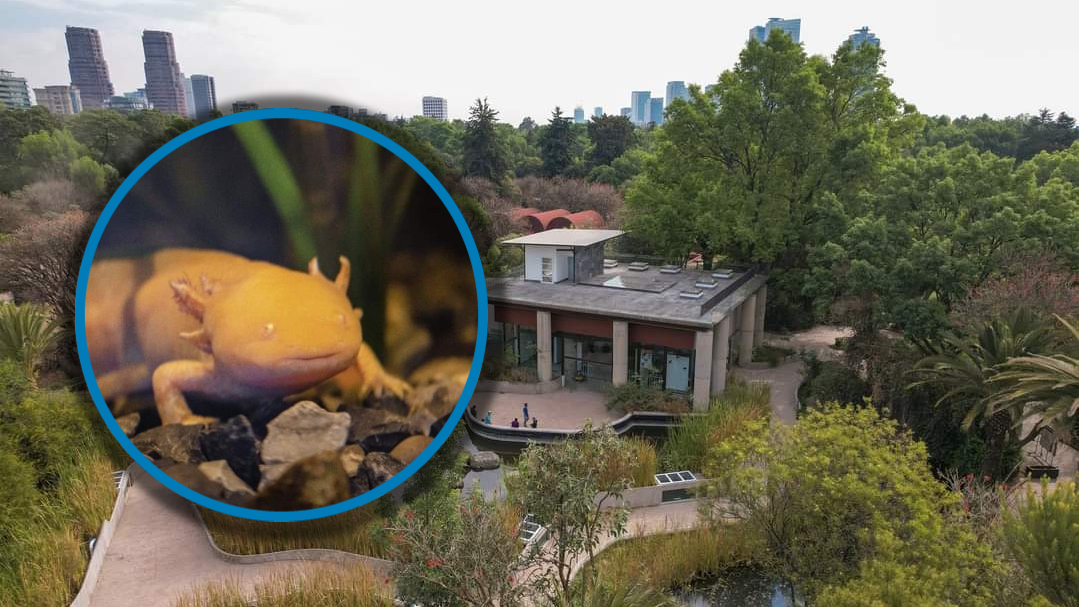 Abren museo del ajolote dentro del zoológico de Chapultepec