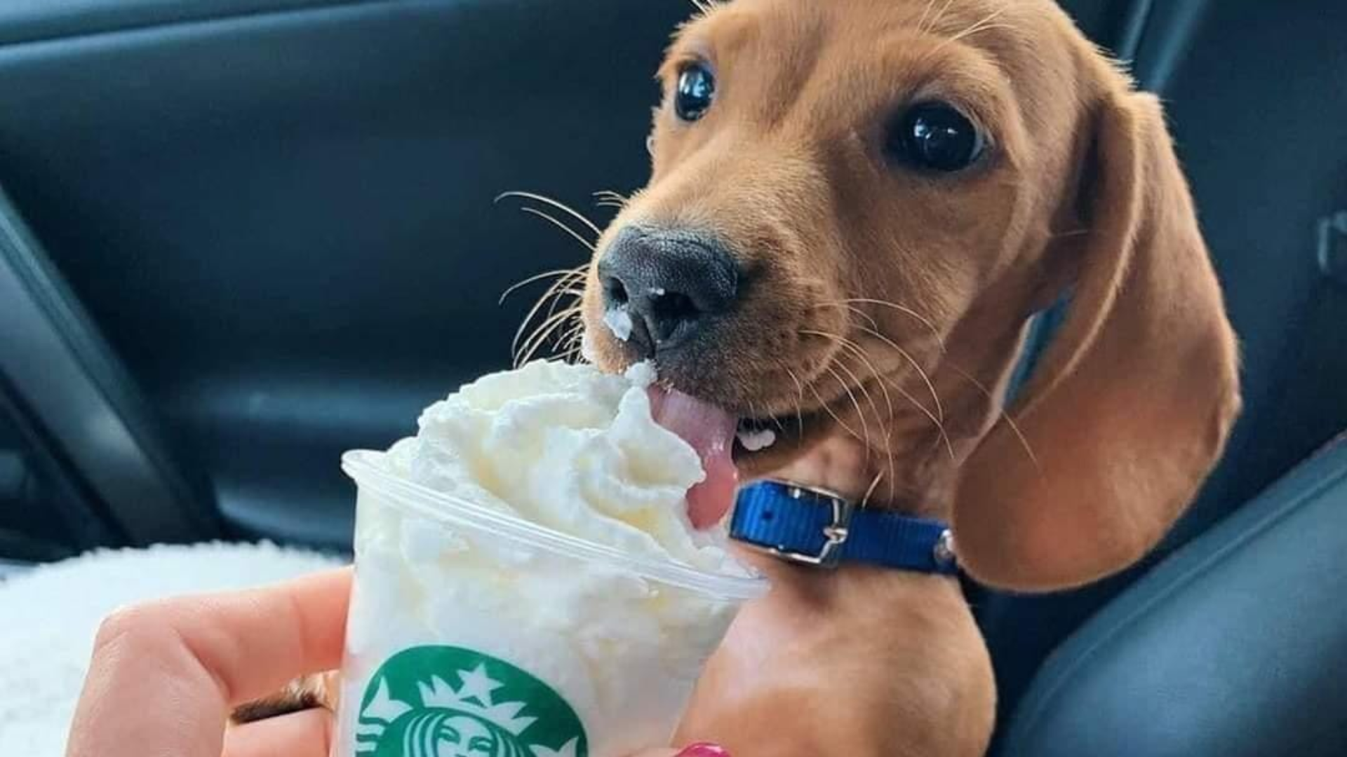 Puppuccino la bebida gratuita secreta de Starbucks para mascotas