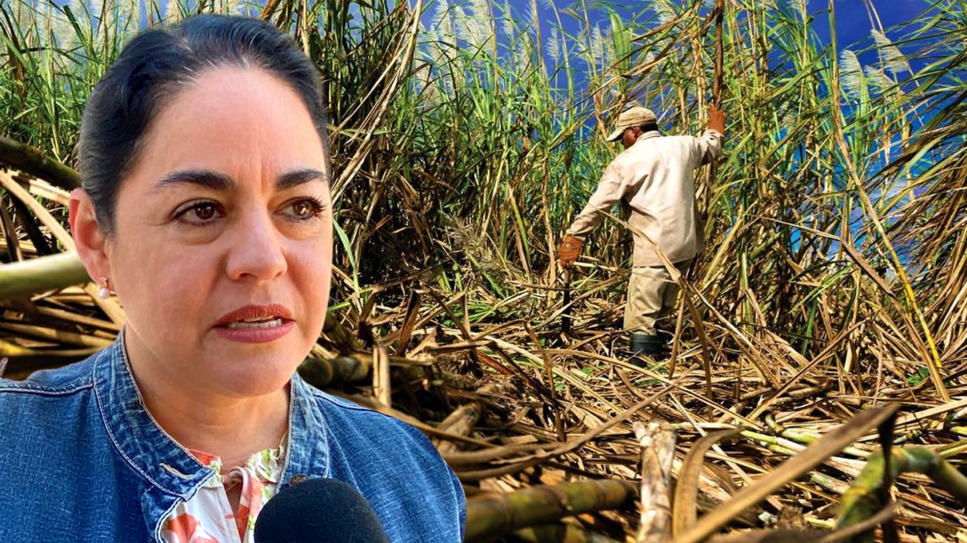 Avanza en Morelos el corte de caña en verde