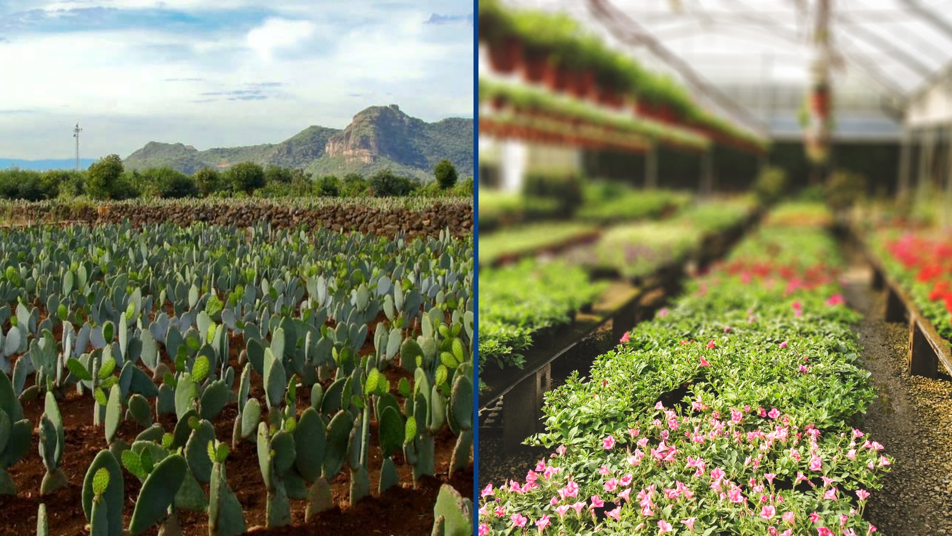 Más productores se beneficiarán con fertilizante