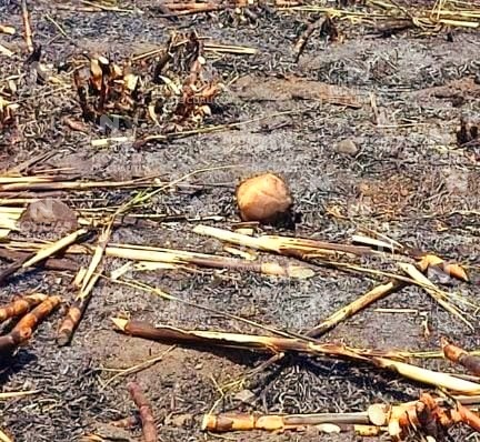 Localizan craneo en campos de cultivo de caña en Axochiapan