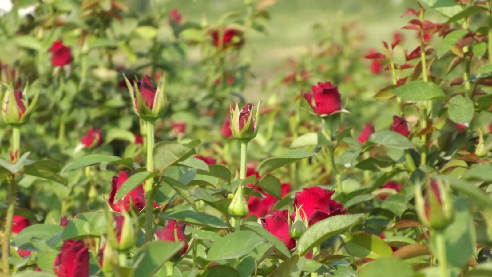 Rosas morelenses, el obsequio perfecto para demostrar amor a mamá