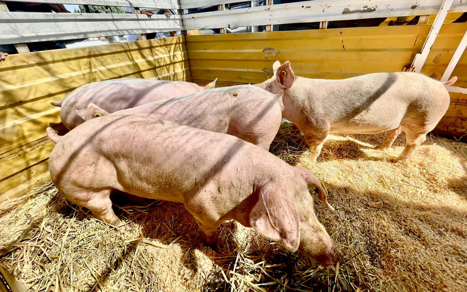 Entrega Sedagro ganado a productores morelenses.
