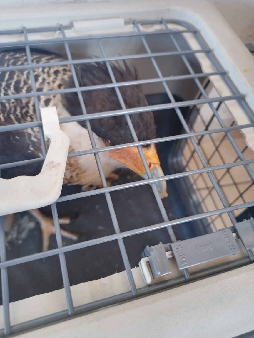 Rescatan ave exótica en escuela de Año de Juárez