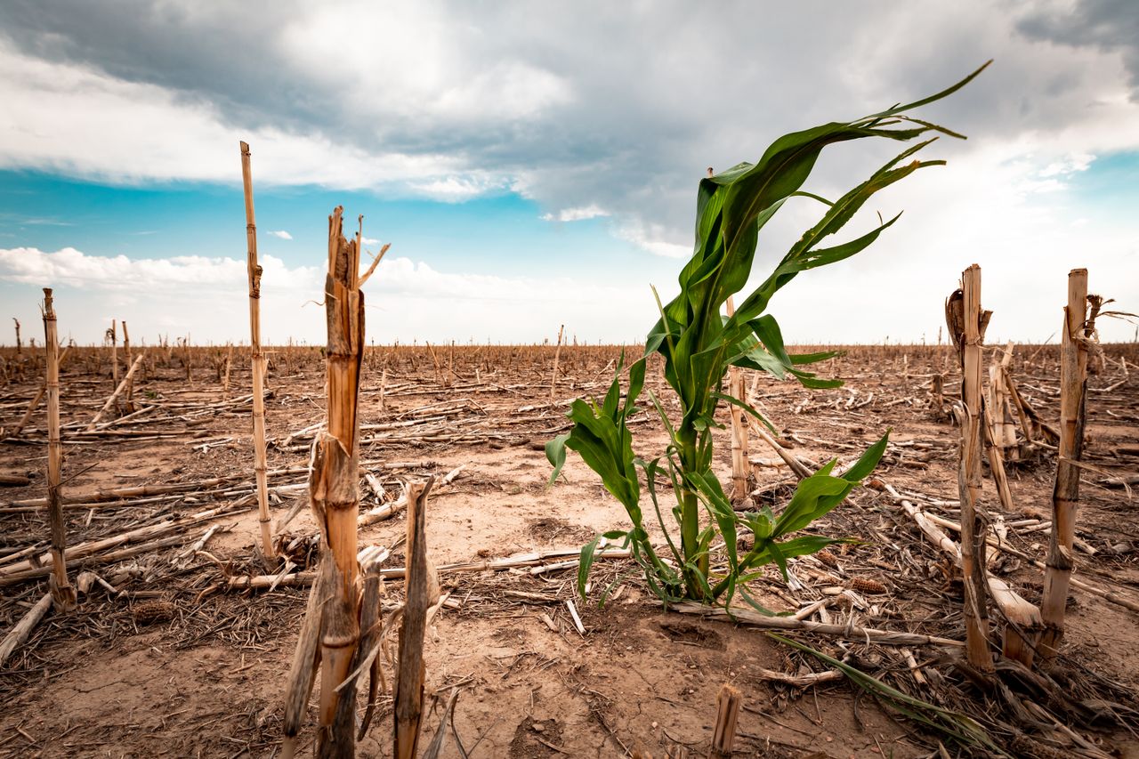Falta de lluvias pone el riesgo al agro