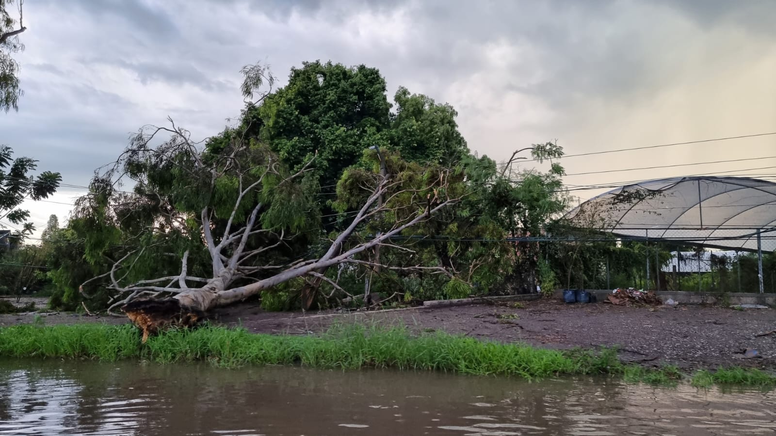 Deja fuerte lluvia en el norte de Cuautla varios árboles caídos
