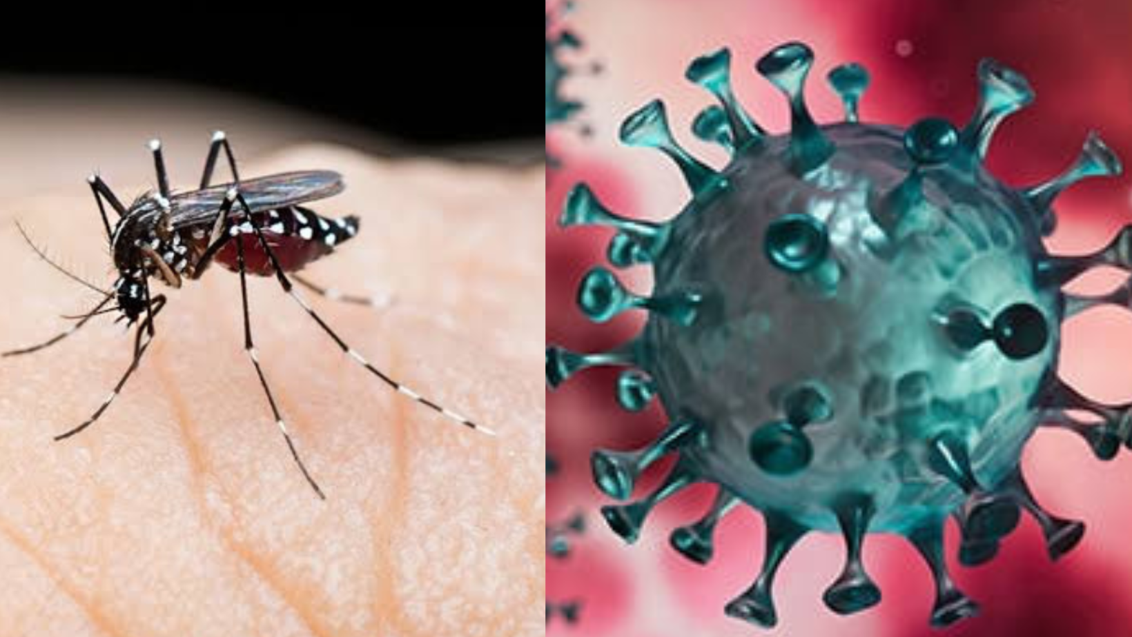 Alertan sobre  combinación de covid-19 con el dengue
