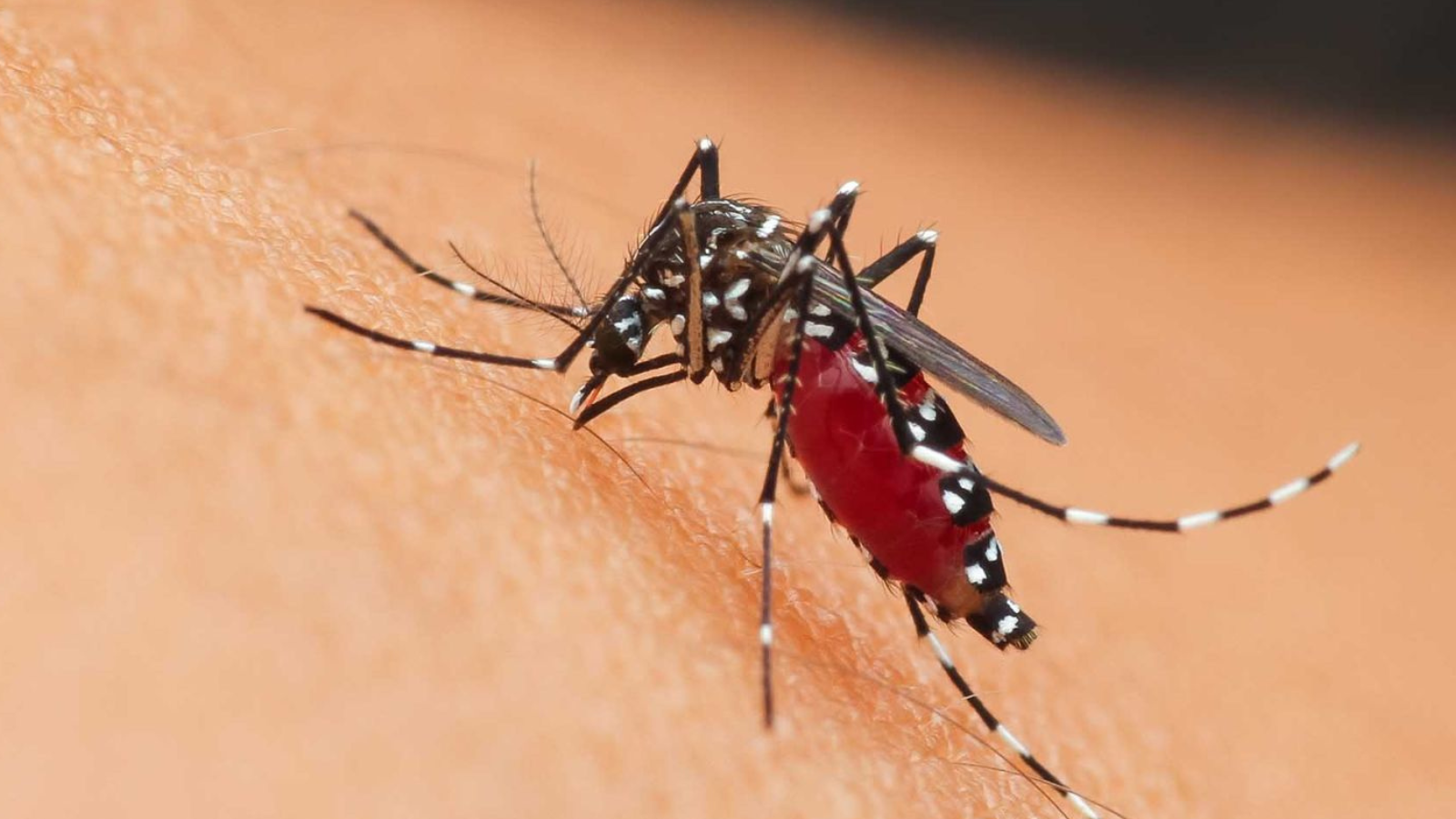 Morelos entra al pico de casos de dengue