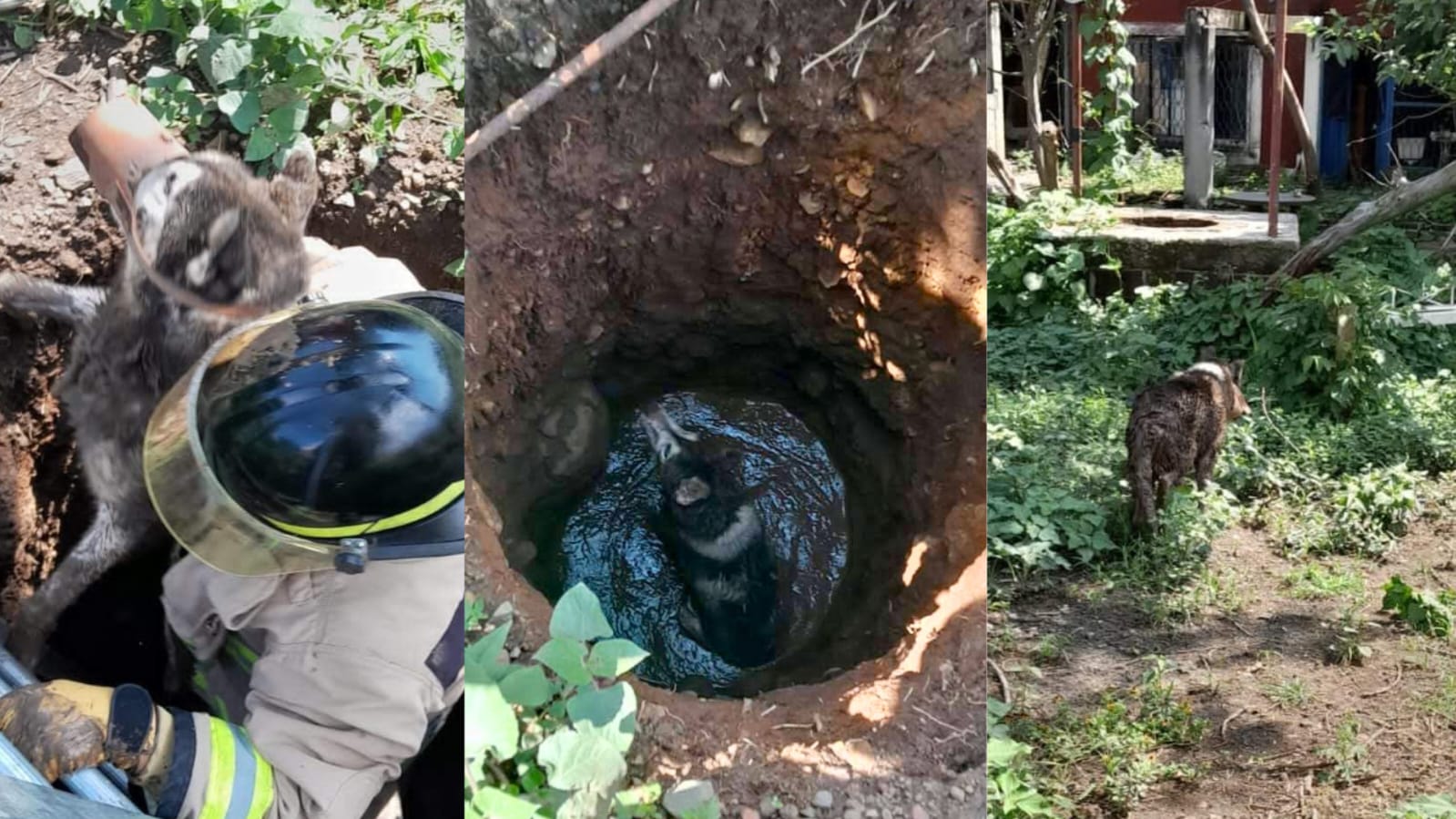 Rescatan bomberos a perrito que cayó a pozo de agua en Cuautla