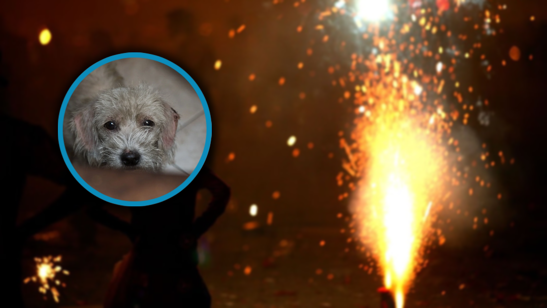 Piden evitar pirotecnia en festejos patrios para evitar daños a mascotas