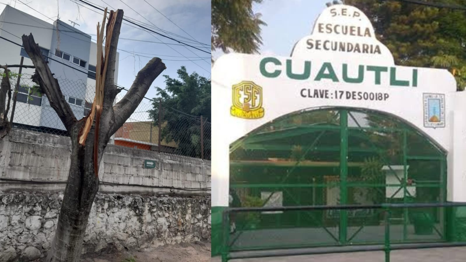 Multan con más de 100 mil pesos a la Secundaria Cuautli por talar 7 árboles sin autorización