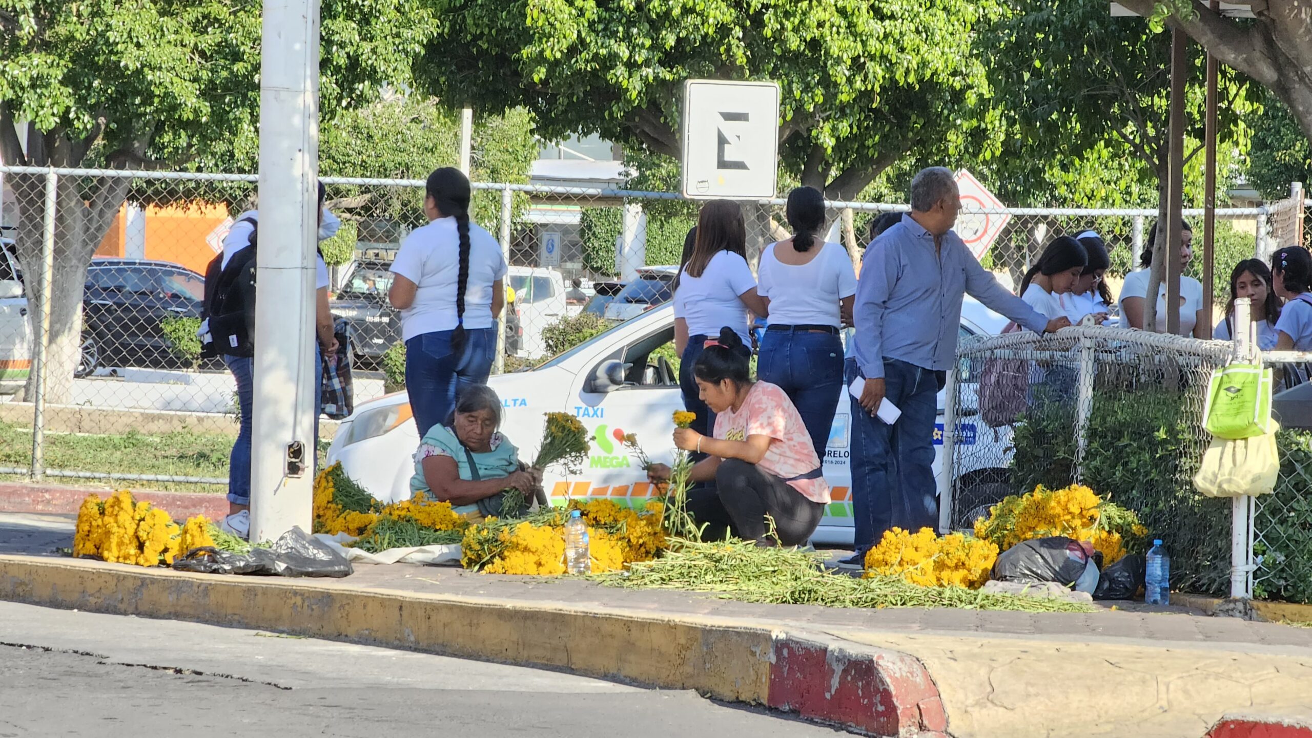 Inicia venta de flor de pericón
