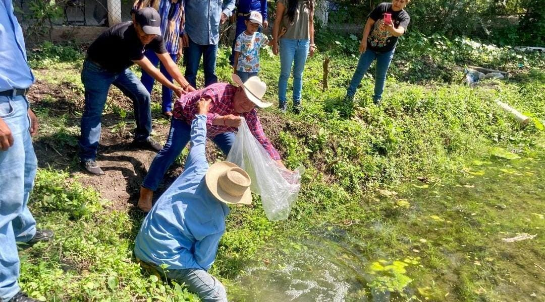 Reactiva SDS unidad piscícola del Ejido de Villa de Ayala