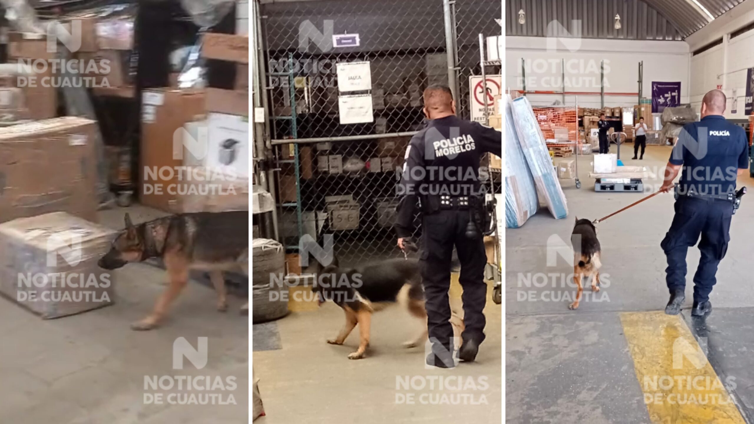 Unidad Canina de la CES Asegura Sustancias Ilícitas en Empresa de Paquetería