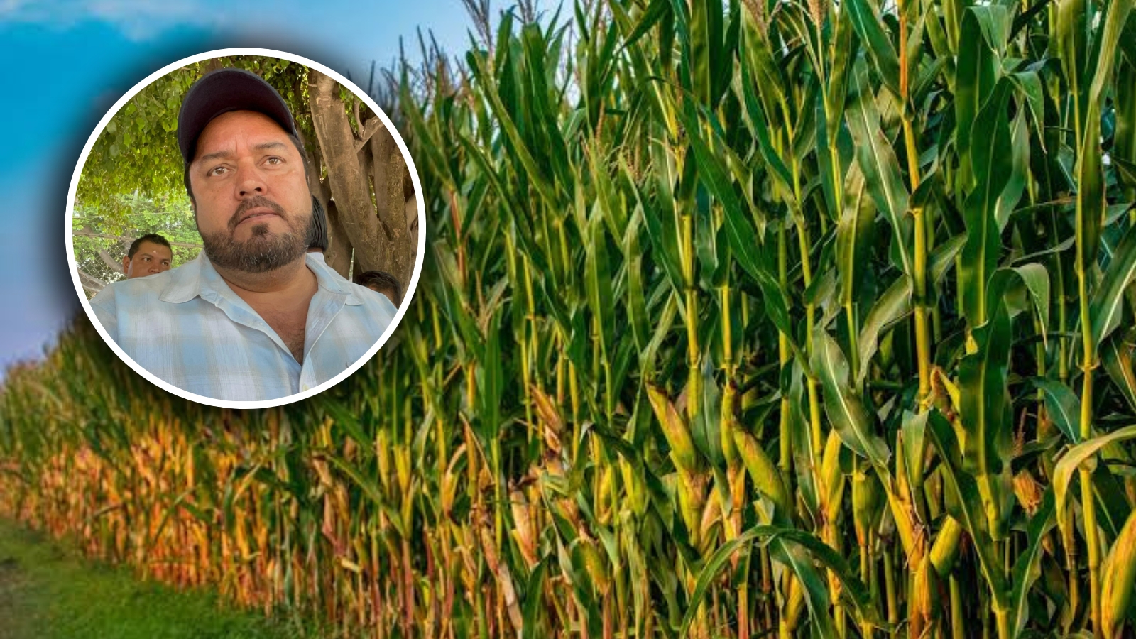 Esperan buen temporal productores agrícolas