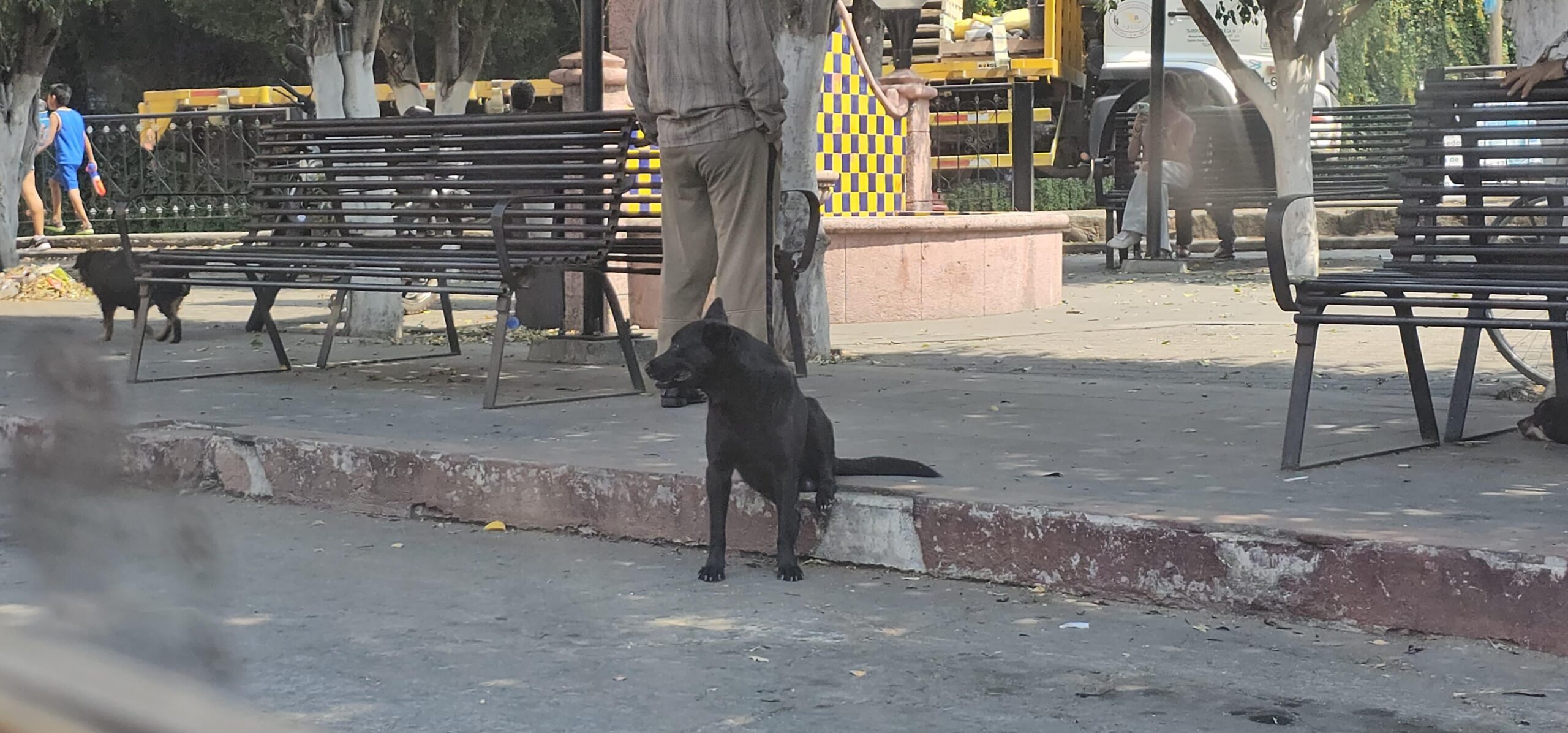 Animalistas denuncian malos tratos a perritos en tienda de San Carlos