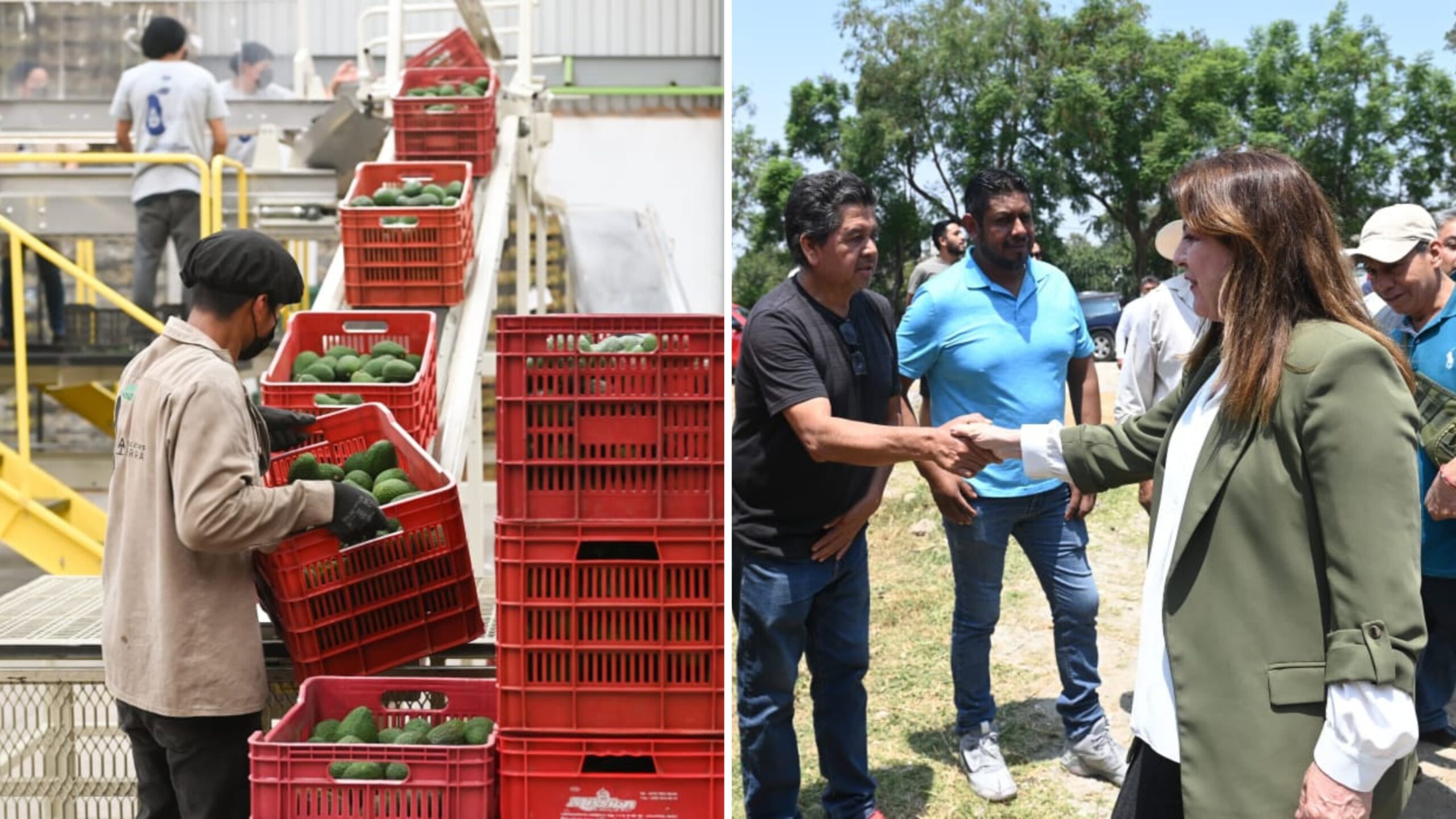 Impulsa Gobierno de Morelos la exportación de Aguacate a Estados Unidos