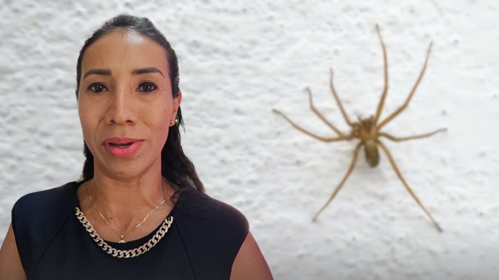 Piden mantener limpios hogares de Cuautla para evitar presencia de araña violinista, moscos y chagas