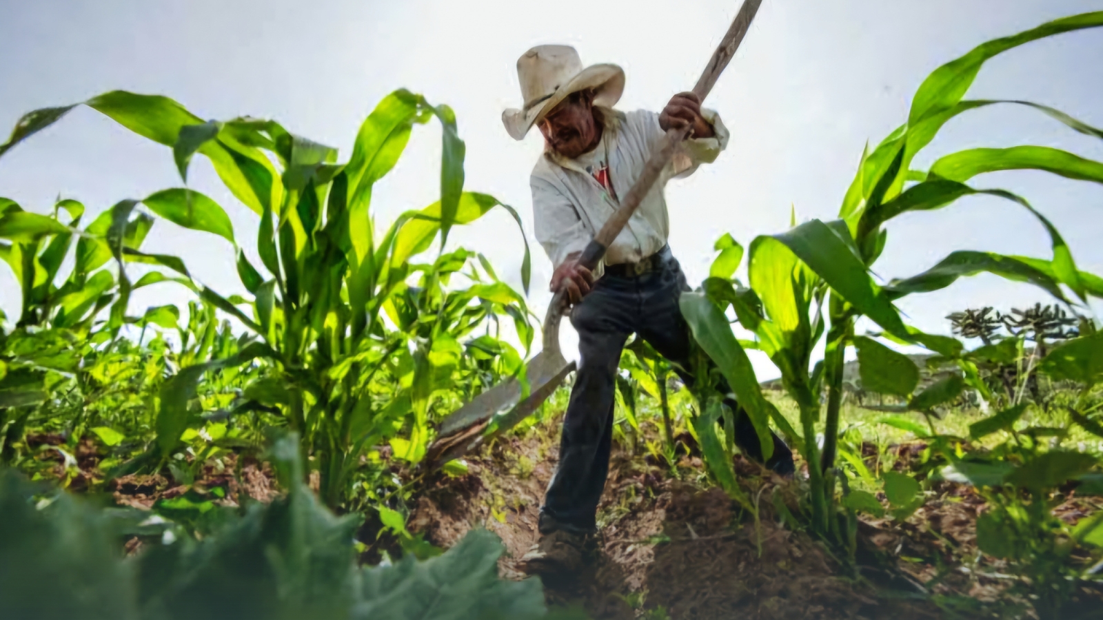 Productores agrícolas de la región oriente piden revisar la distribución de recursos en FAEFOM