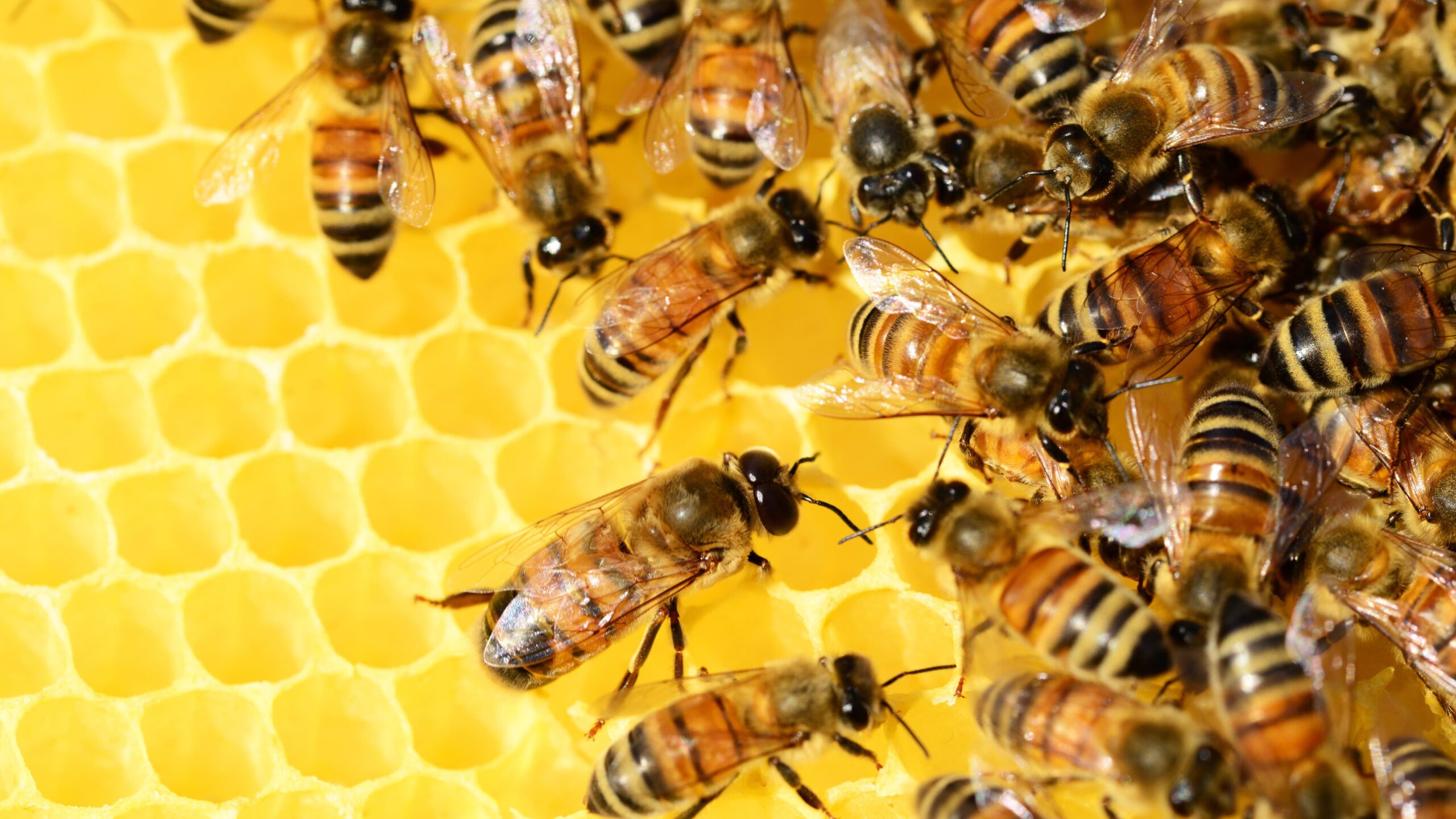 Celebrarán el día mundial de las abejas en Cuautla