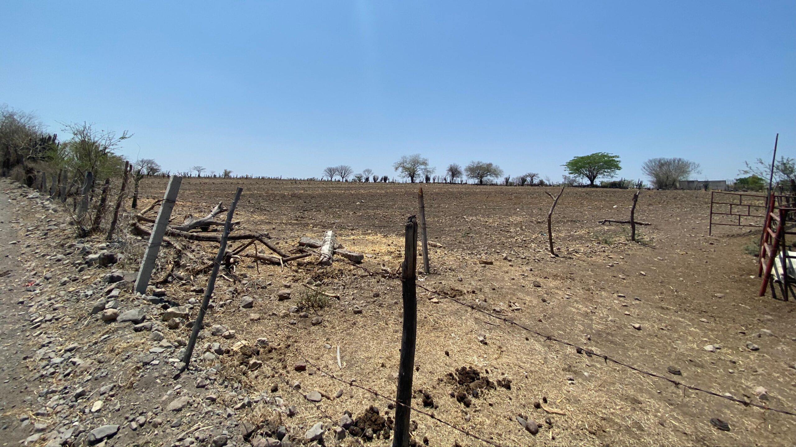 Preocupa canícula a productores agrícolas