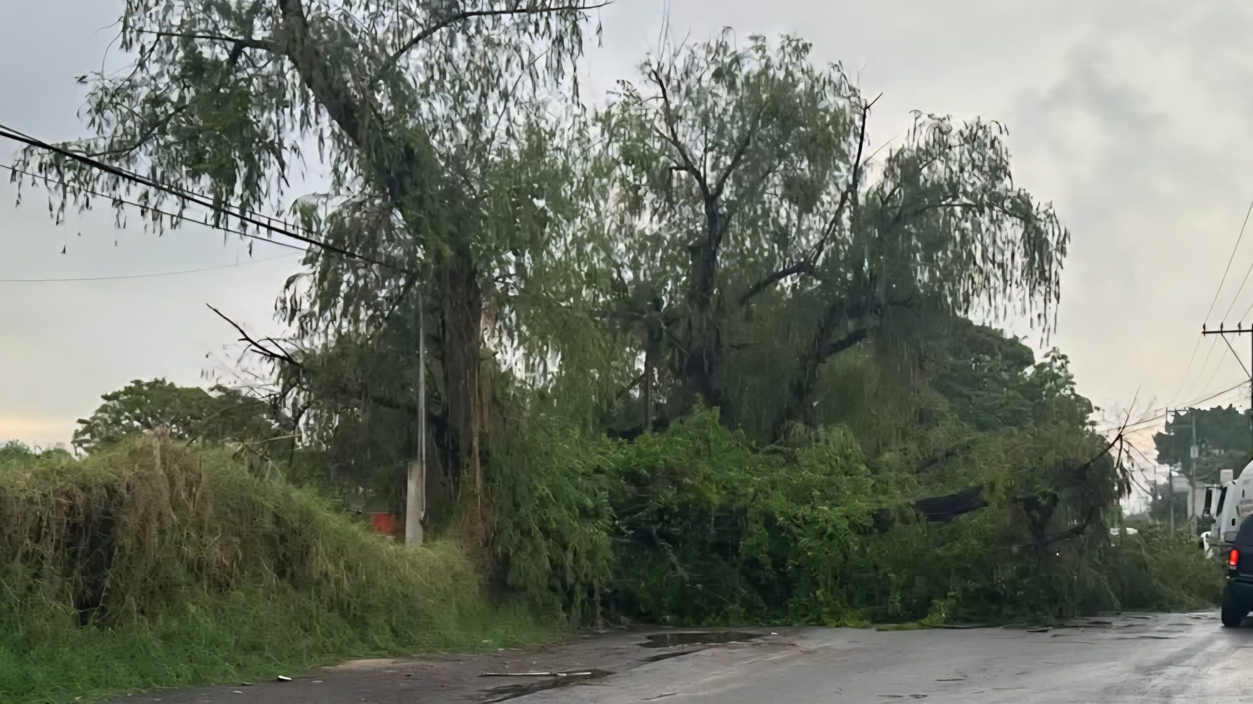 Lluvias y vientos aumentan la probabilidad de caída de árboles