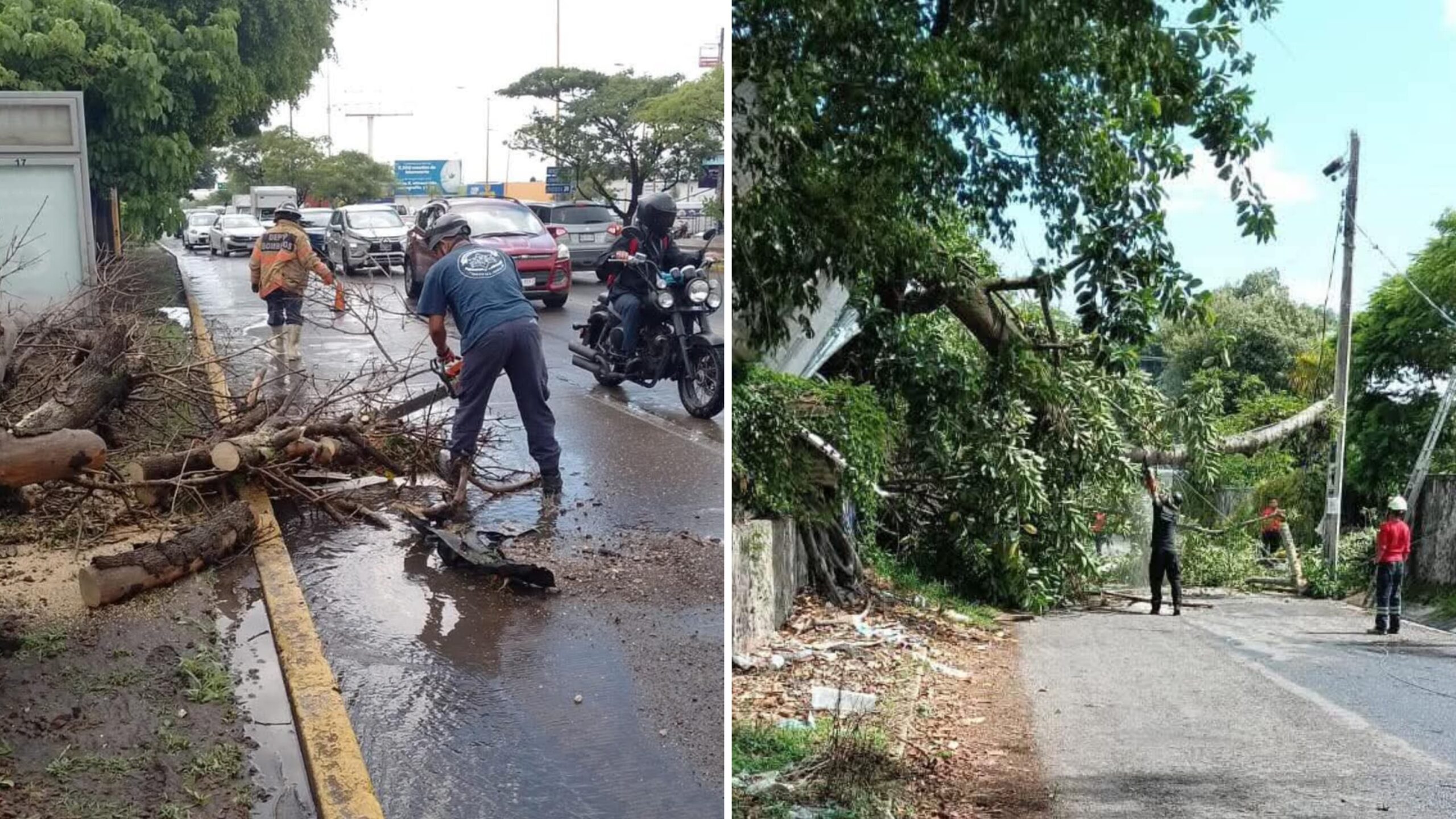 Atiende bomberos Cuautla caída de árboles tras intensa lluvia