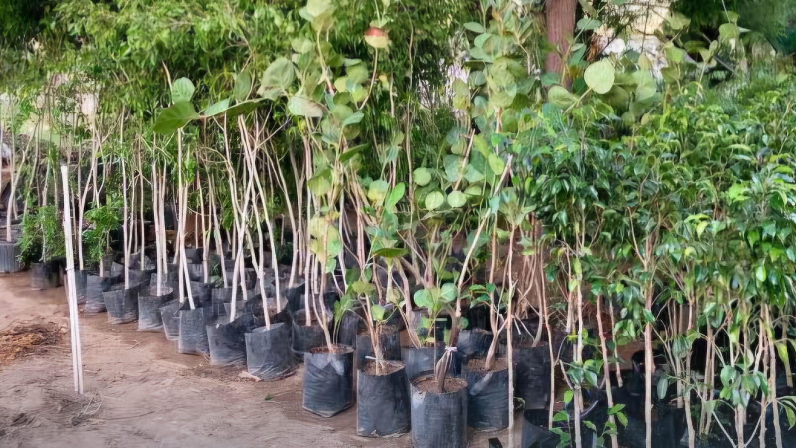 Reforestarán Jonacatepec