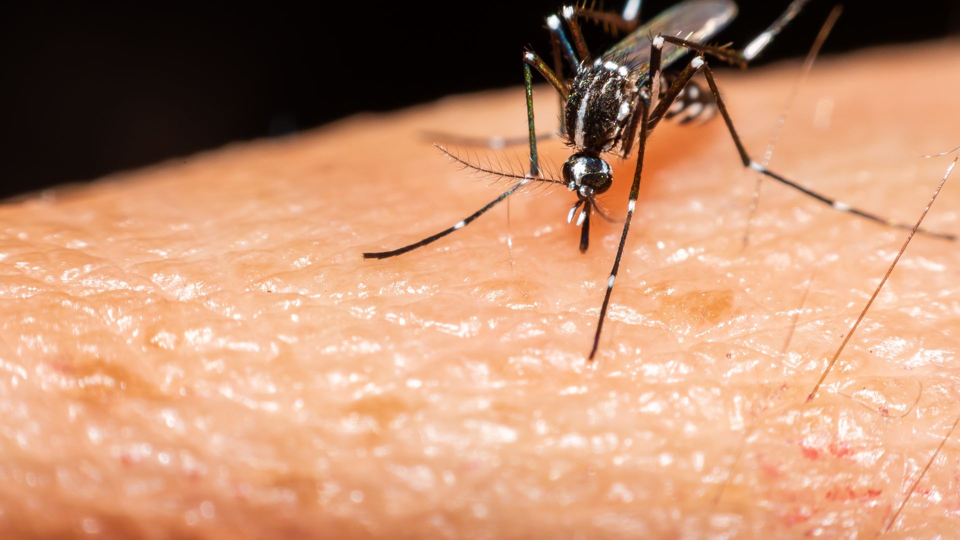 IMSS sin saturación hospitalaria de pacientes por dengue