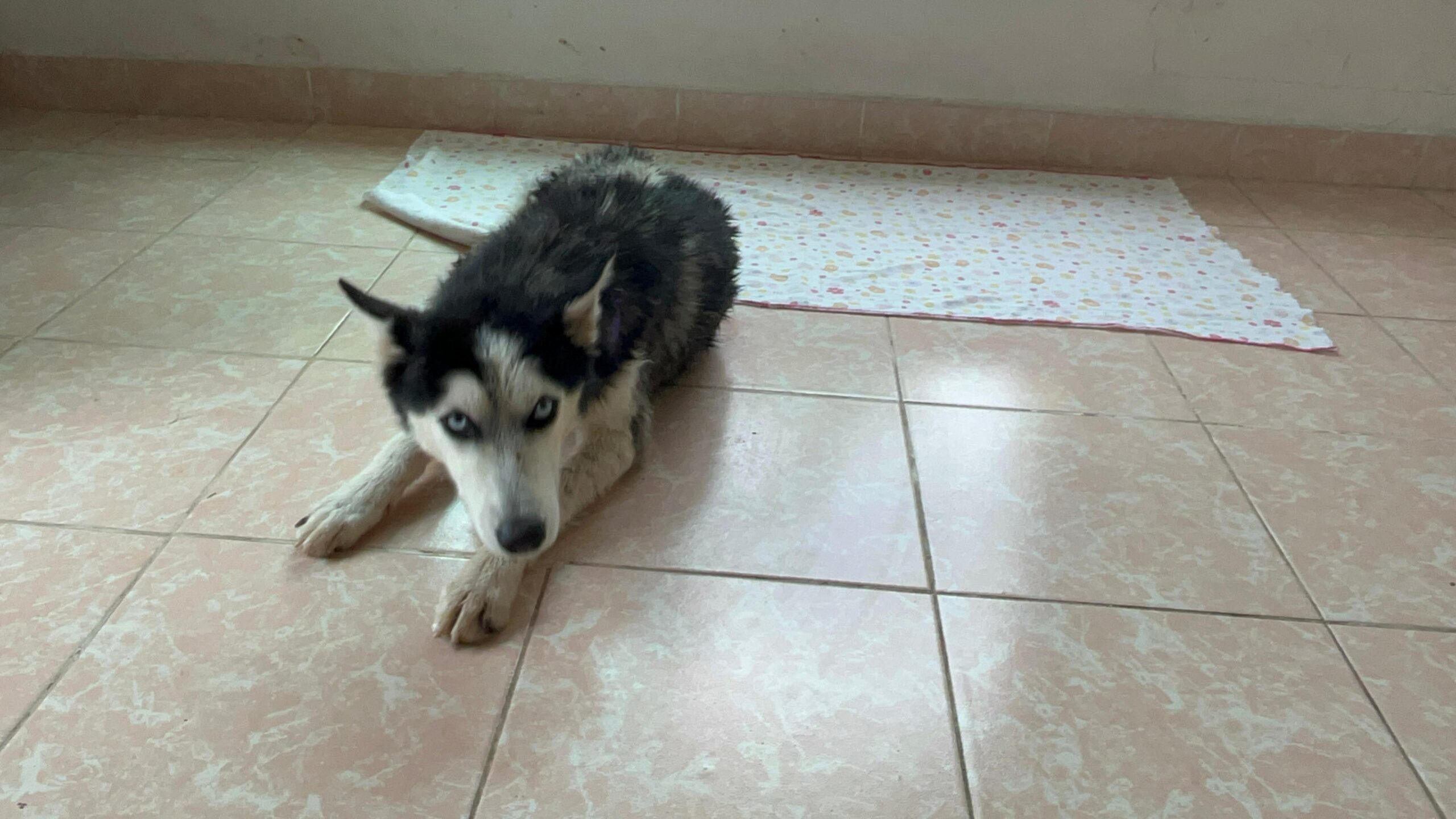 Husky los perritos con más casos de abandono en Cuautla