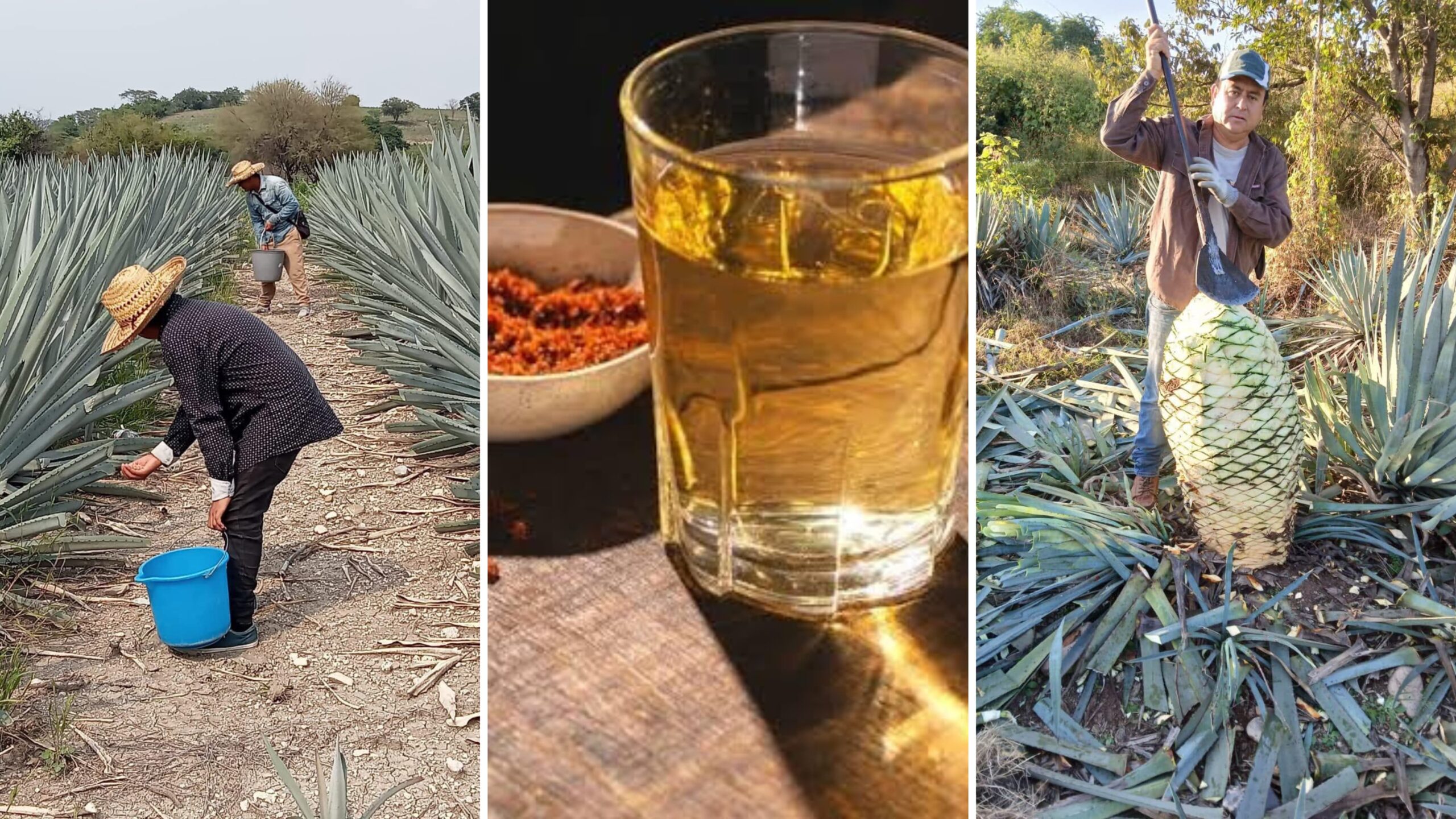 Logra Gobierno del Estado denominación de origen del Mezcal Morelense