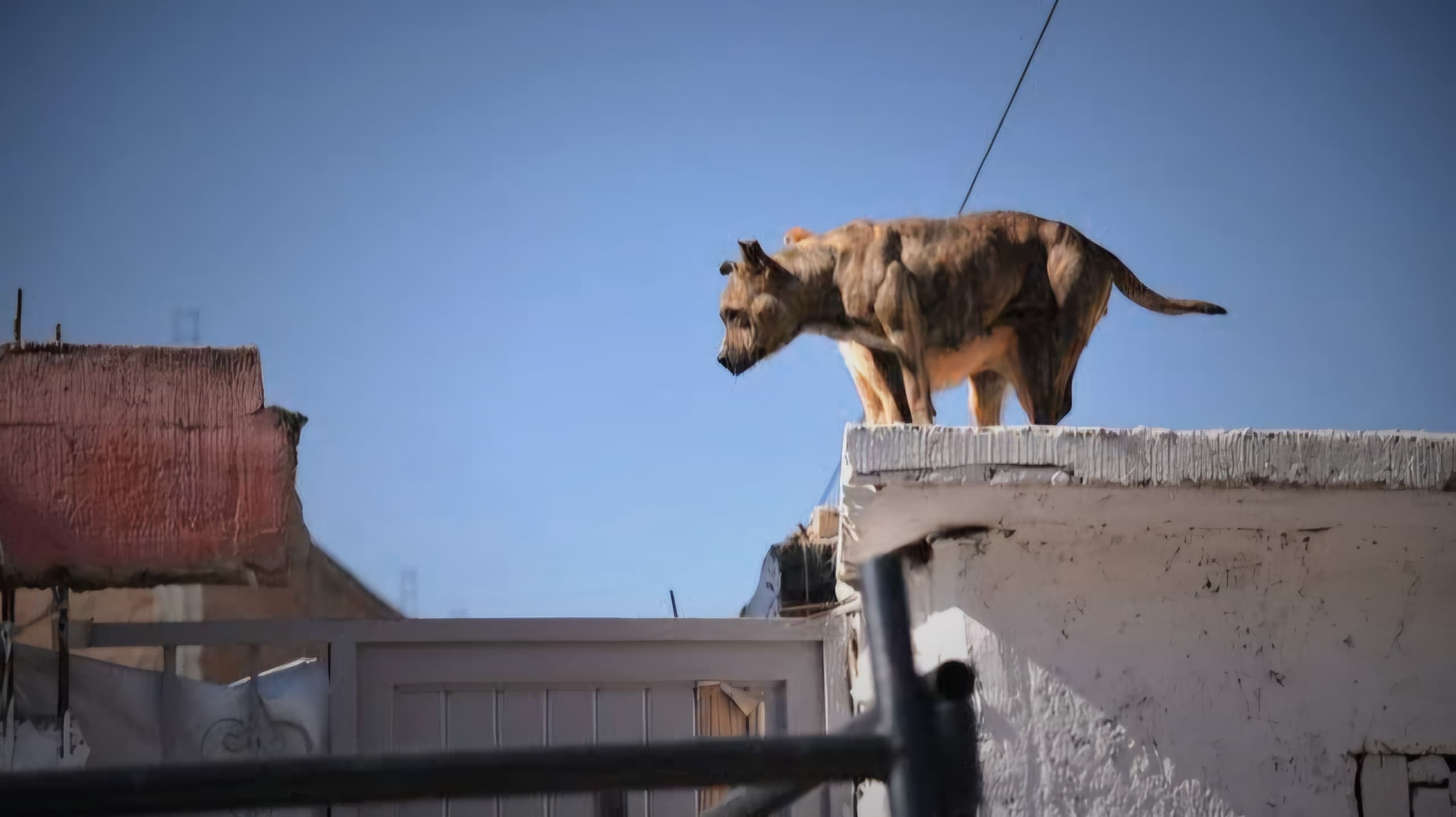 Llama AC a ciudadanos a denunciar maltrato animal