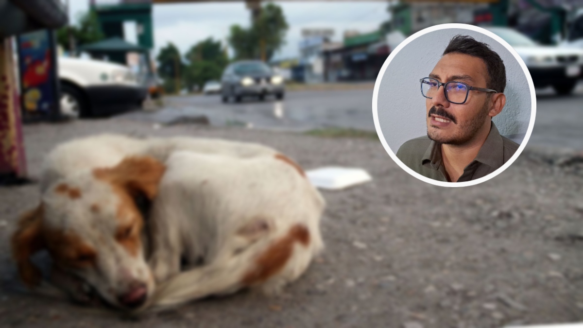 Hasta 10 años de prisión por maltrato animal