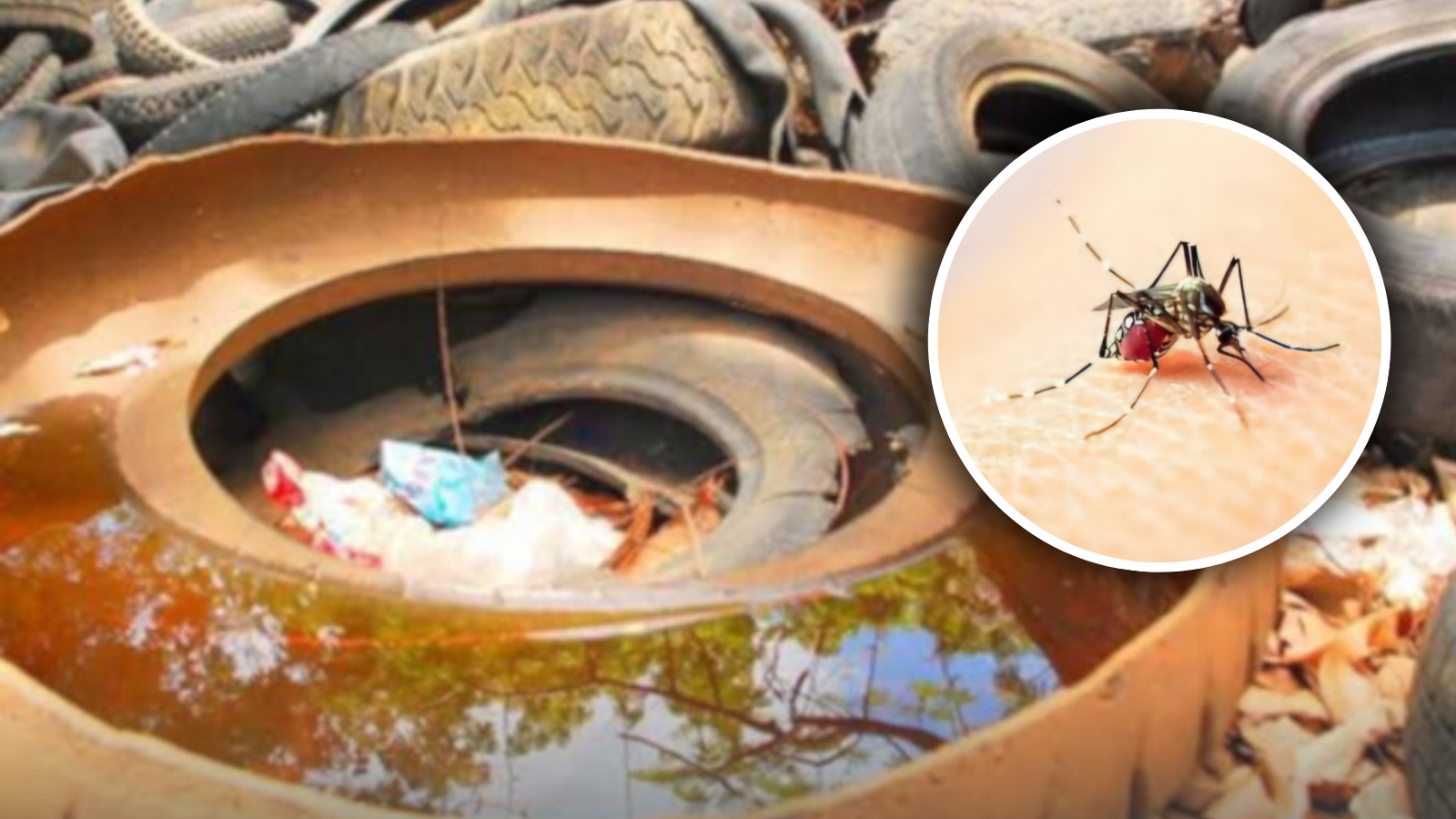 Realizará JSIII jornada de eliminación de criaderos de mosquitos