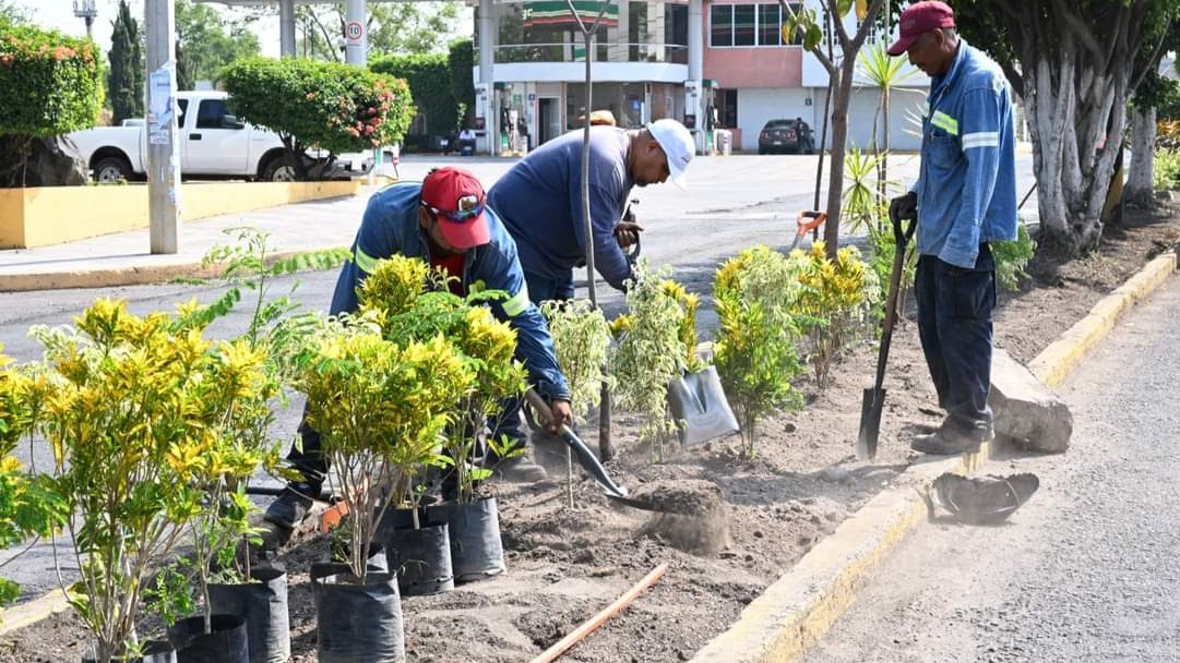 Reforestarán carretera México-Oaxaca en Cuautla