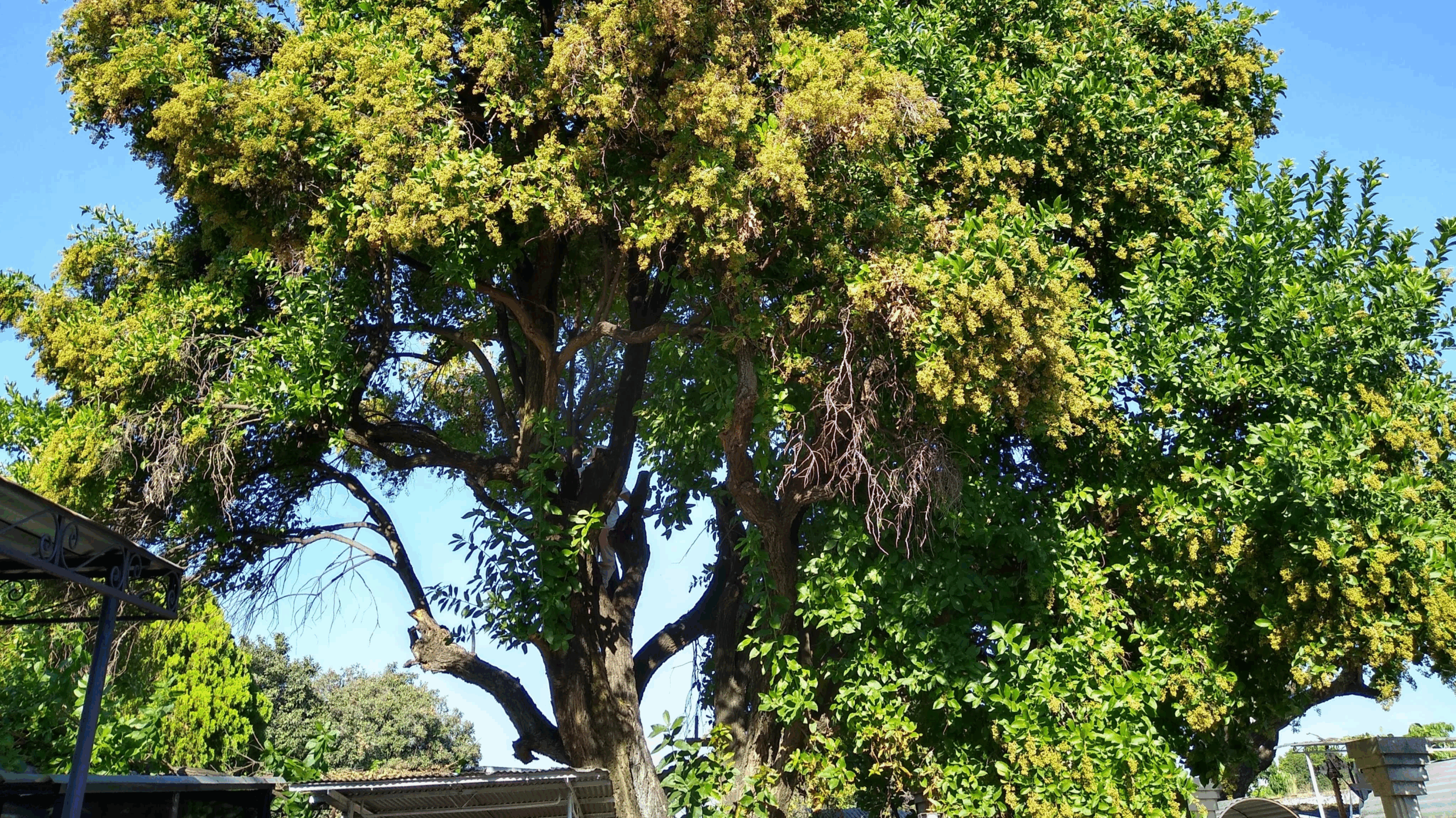 Intensifican vigilancia ambiental por tala de árboles