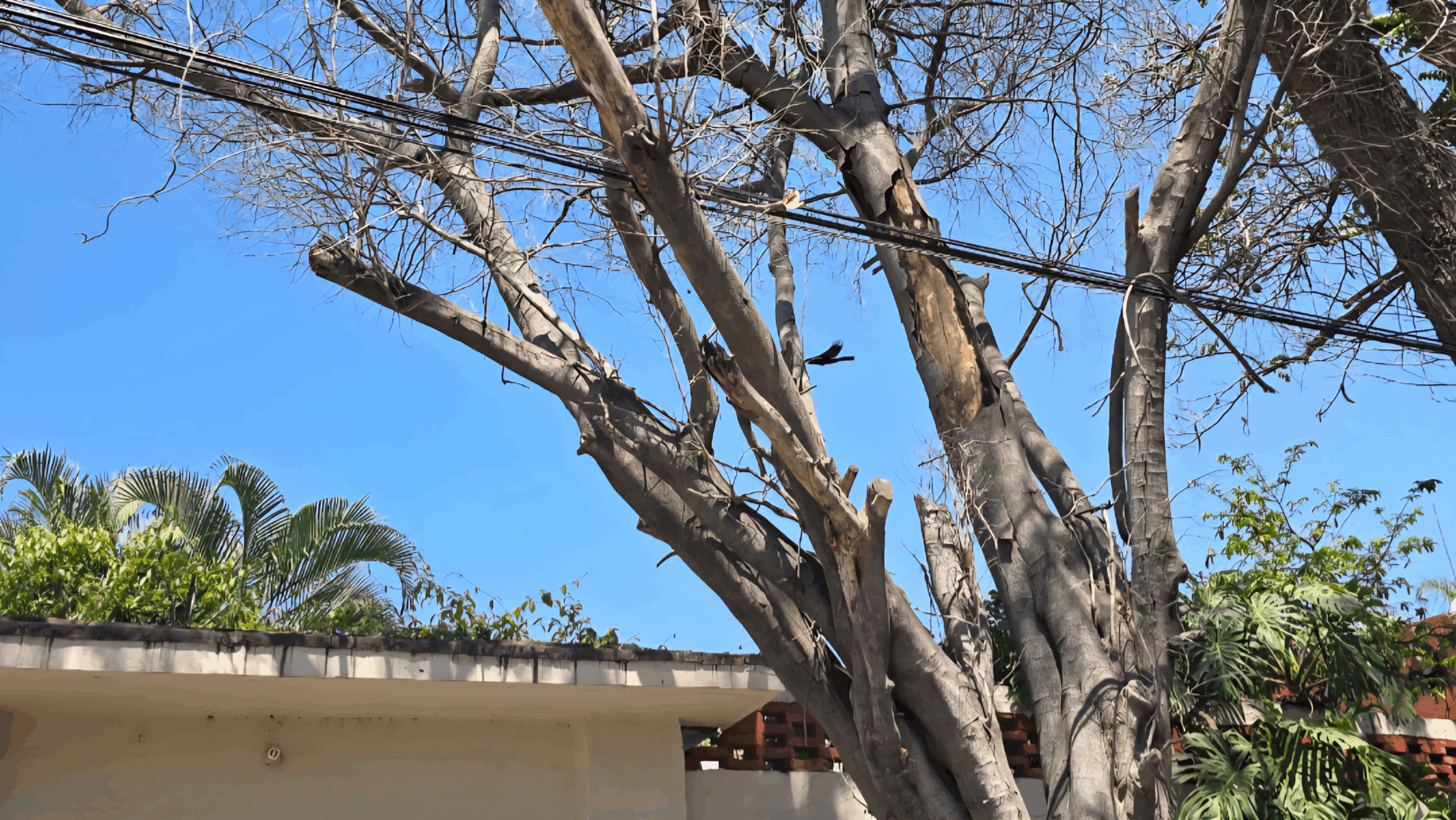 Pide PC reportar árboles en mal estado