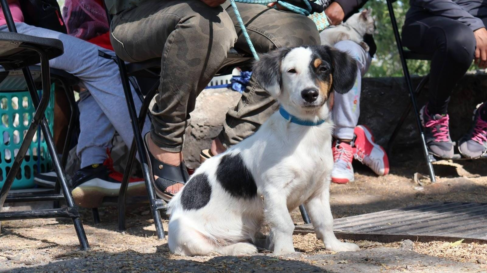 Llega a Huecahuaxco campaña gratuita de esterilización canina y felina