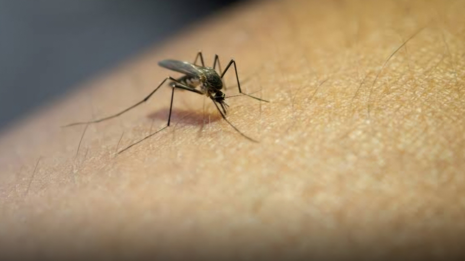 Cuautla registra solo 4 casos de dengue confirmados