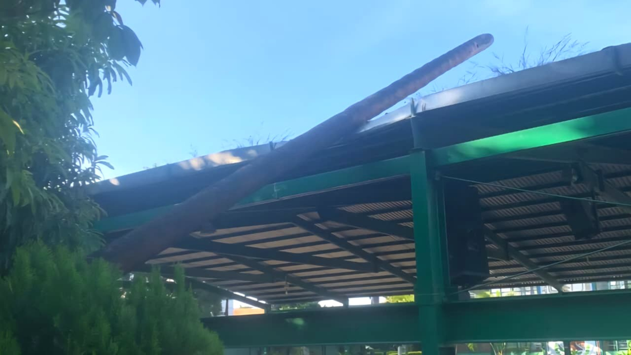 Cae palmera sobre techumbre de secundaria Cuautli