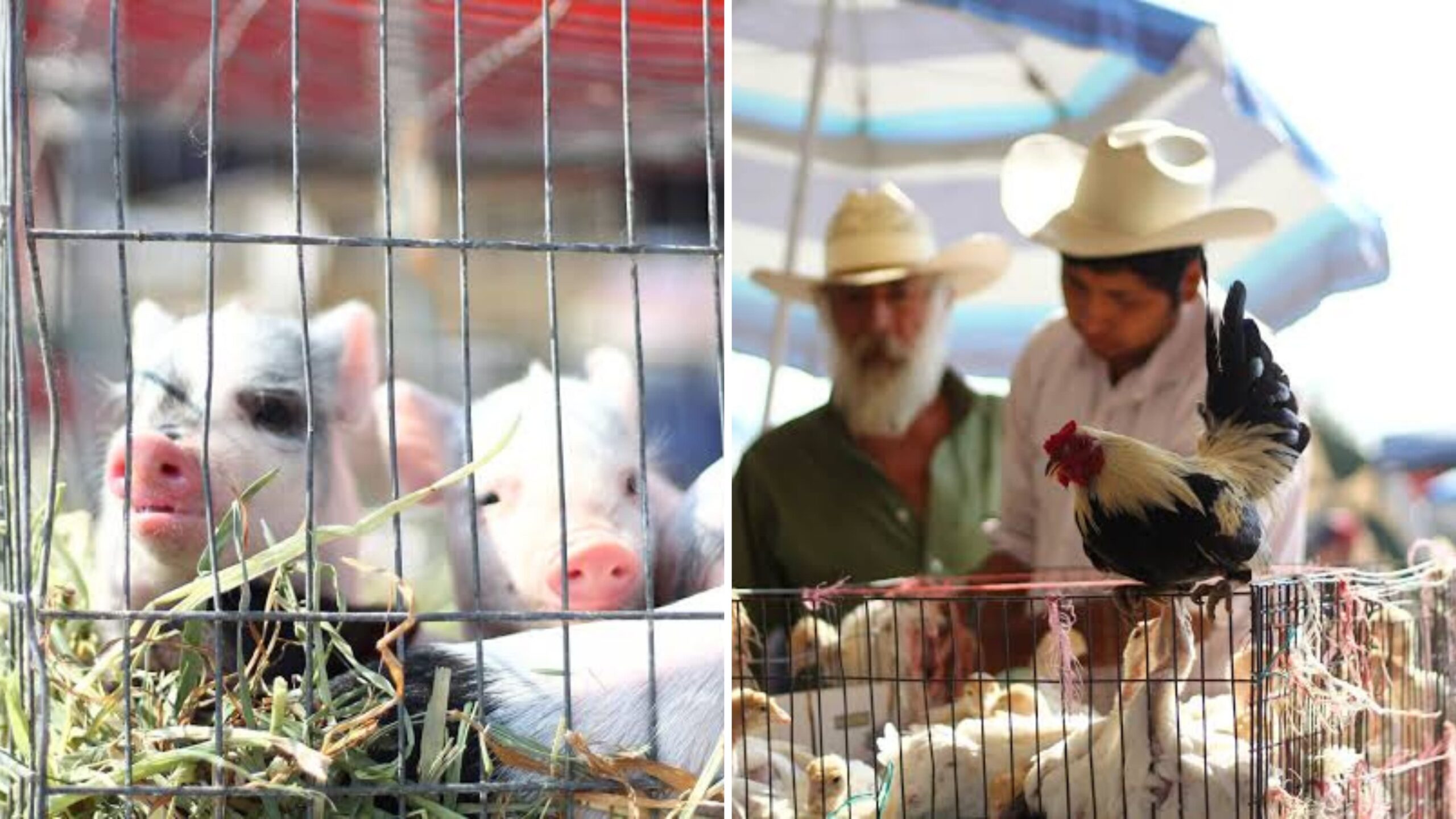 Capacitan a Personal de Yecapixtla para Mejorar Operación de Tianguis Ganadero